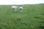 PICTURES/Cliffs of Moher - Clare County/t_DSC05147.JPG